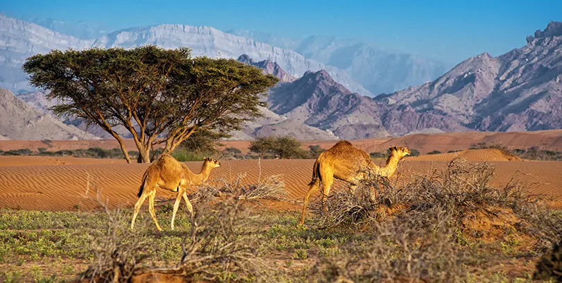 Oman_Dhofar_Salalah_Mountains_Camel2